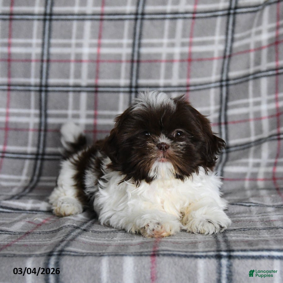 Shih Tzu dogs Tammy - Ad 2