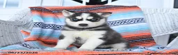 Siberian Husky dogs for sale: Shadow - Ad 4