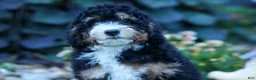 Mini Bernedoodle dogs for sale: Yandel 🦴 - Ad 17