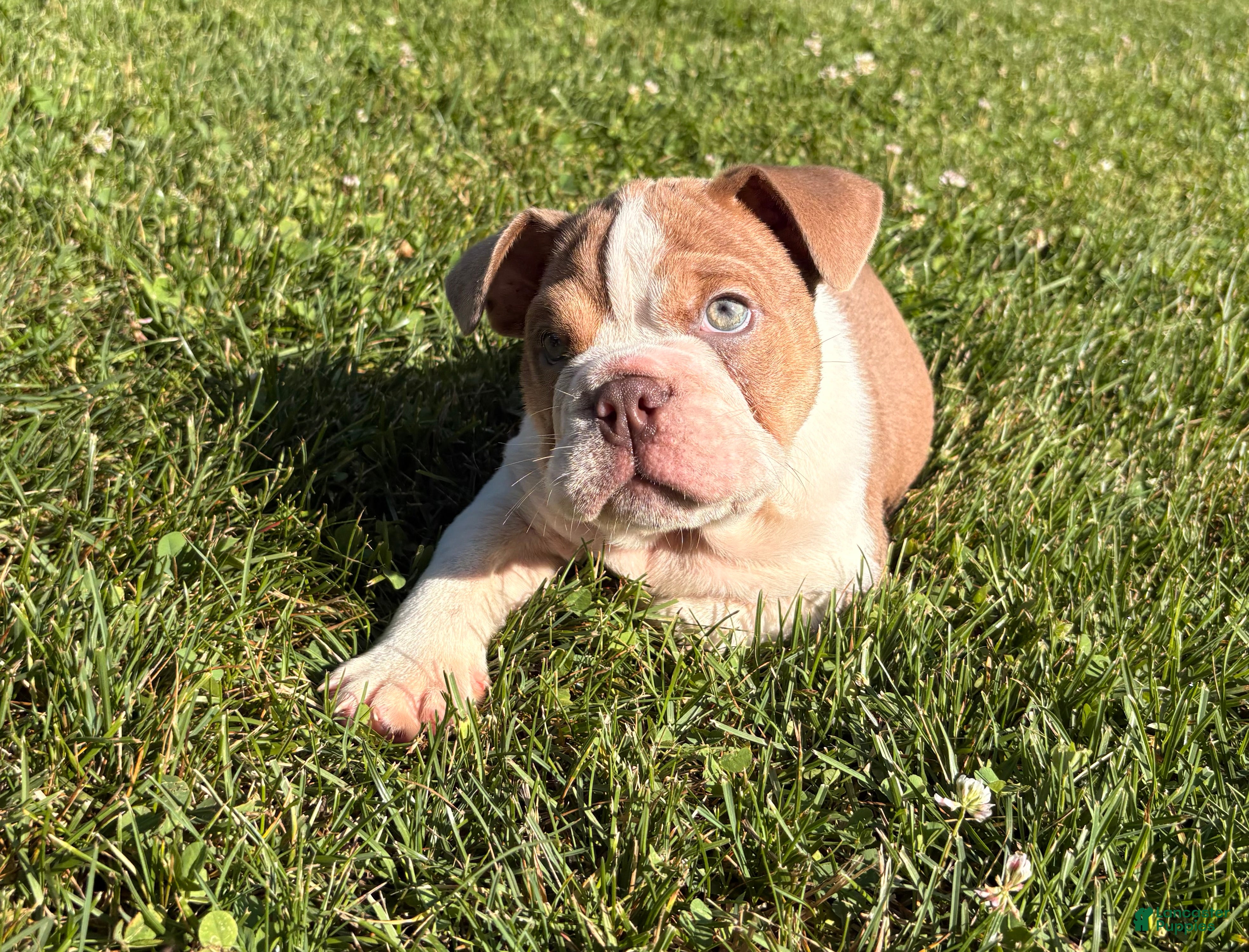 English Bulldog dogs Sampson  - Ad 2