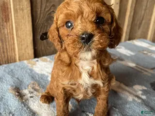 Cavapoo dogs Georgie - Ad 6