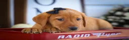 Labrador Retriever dogs for sale: NORMAN - Ad 11