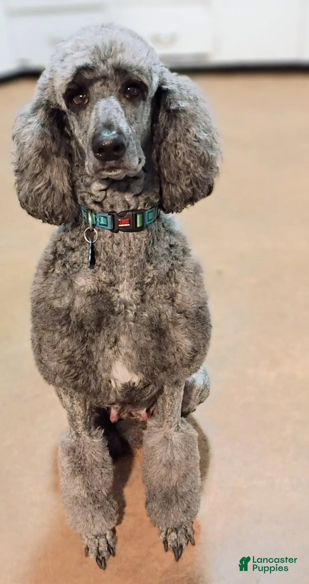 Standard Poodle dogs for sale: Patches - Ad 8