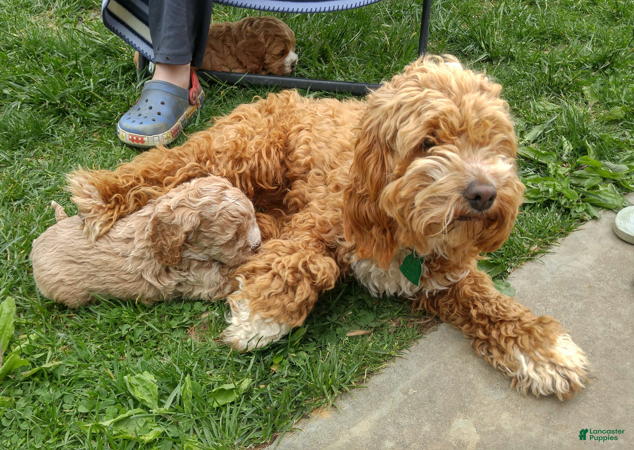 Cockapoo dogs for sale: Lexi - Ad 7