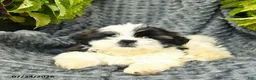 Shih Tzu dogs for sale: Chico  - Ad 3