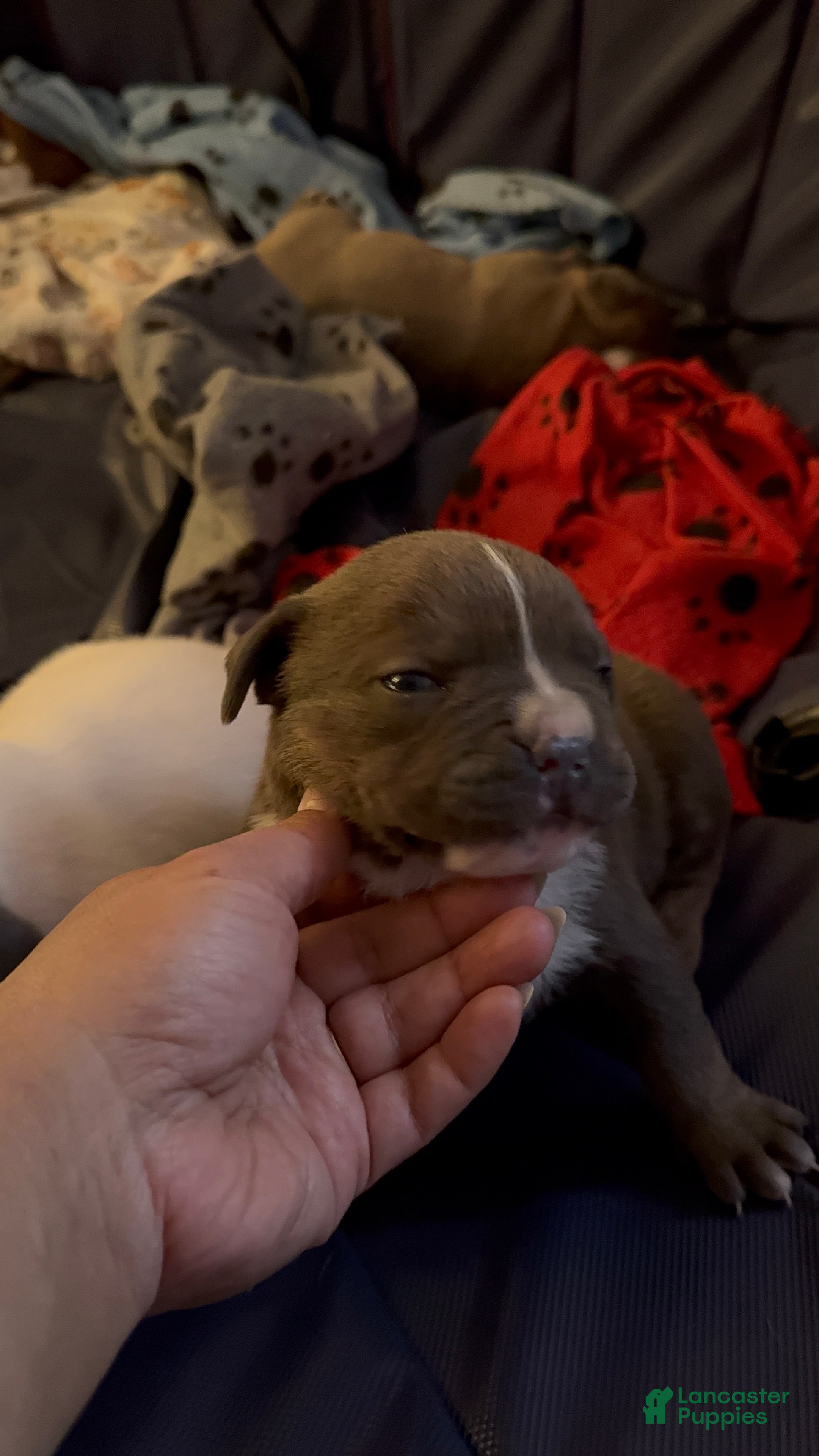 American Bully dogs American Bully Puppy 4 - Ad 2