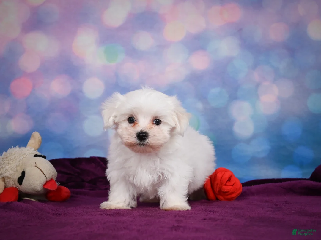 Maltese dogs for sale: Cash - Ad 2
