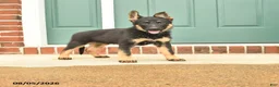 German Shepherd dogs for sale: Freya - Ad 9