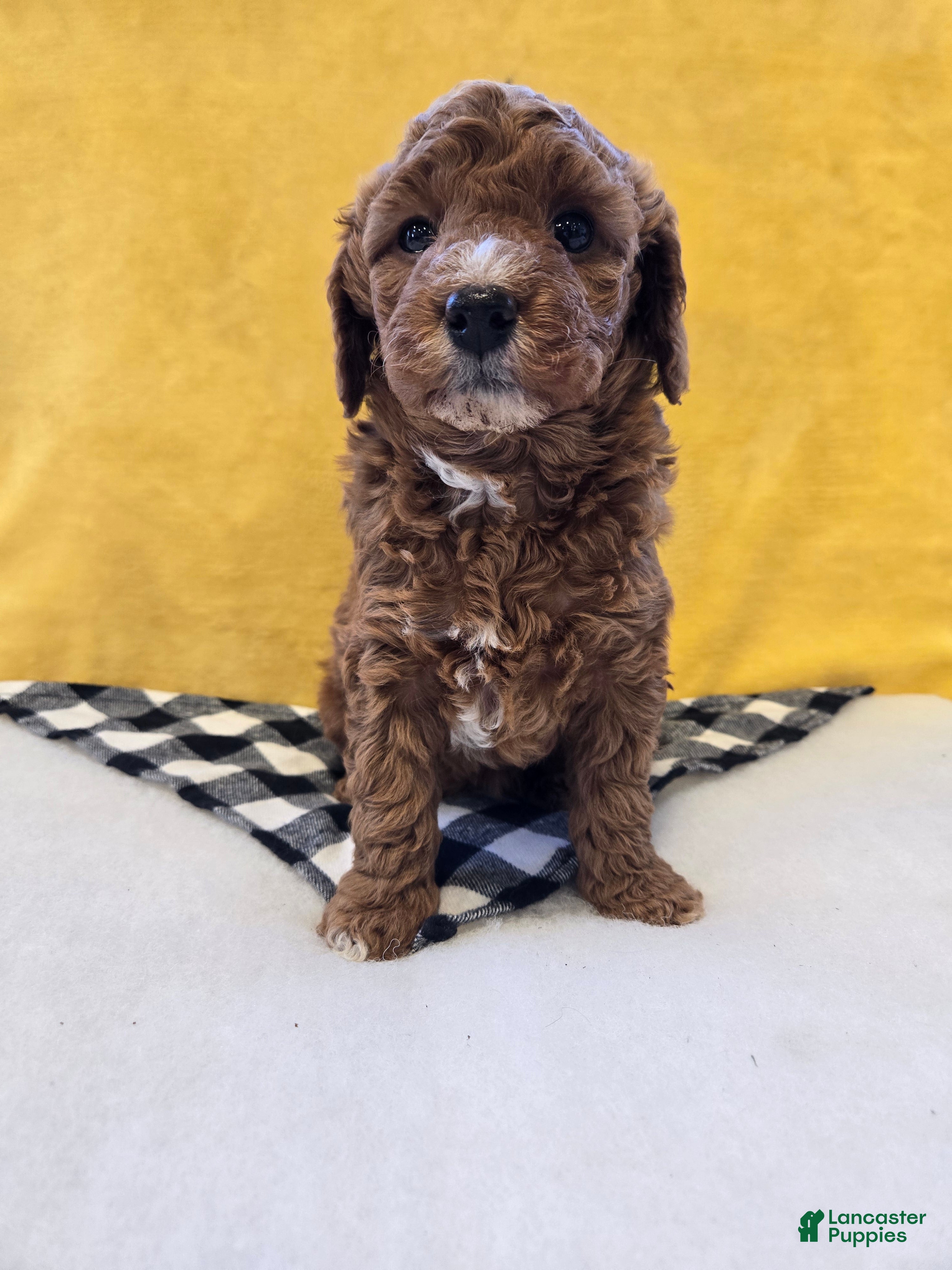 Mini Goldendoodle dogs Skylark  - Ad 2