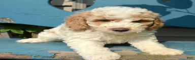 Danny Micro Goldendoodle 