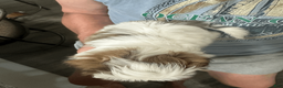 Shih Tzu dogs for sale: Shih Tzu 1 - Ad 3