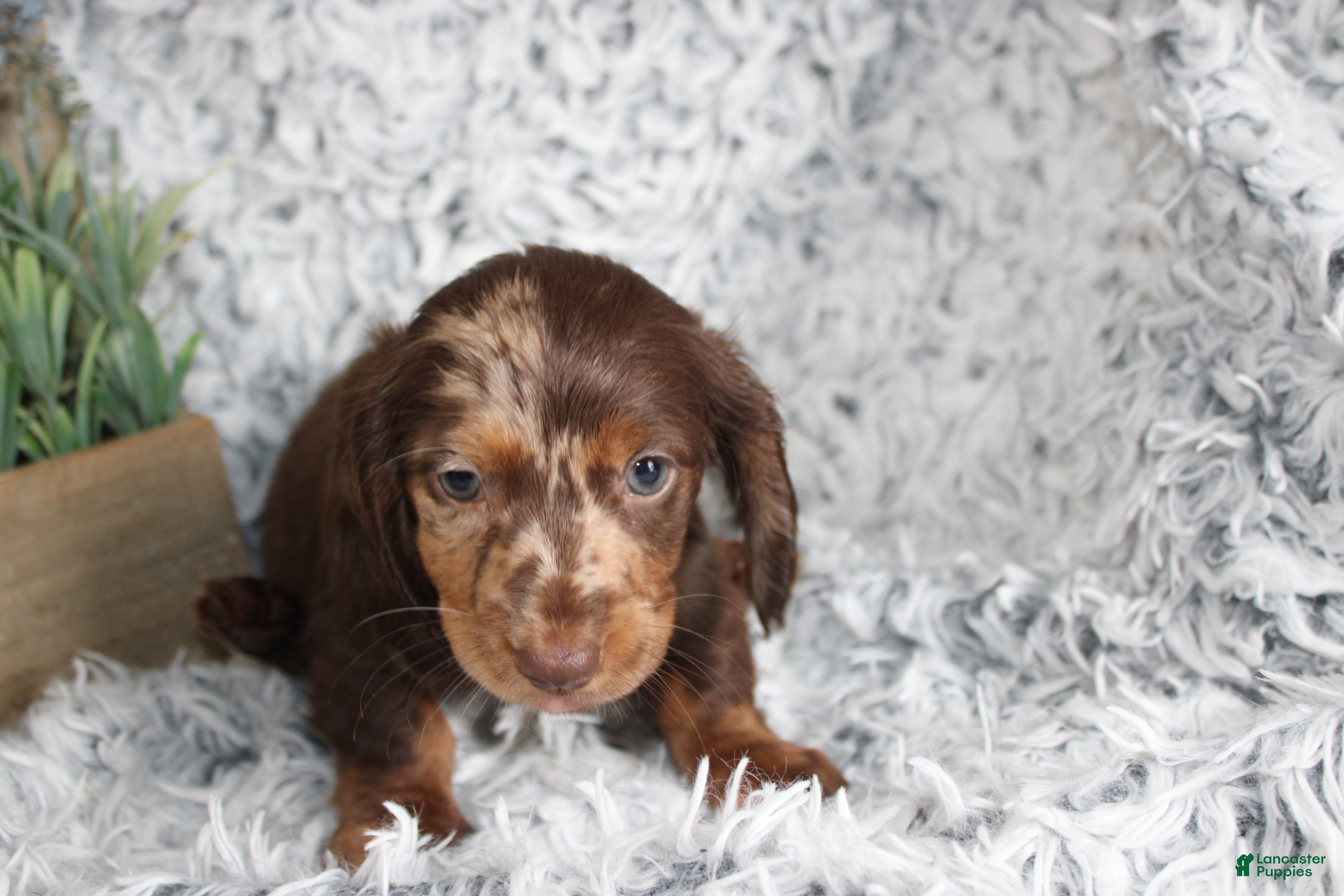 Dachshund dogs HOPE - Ad 1