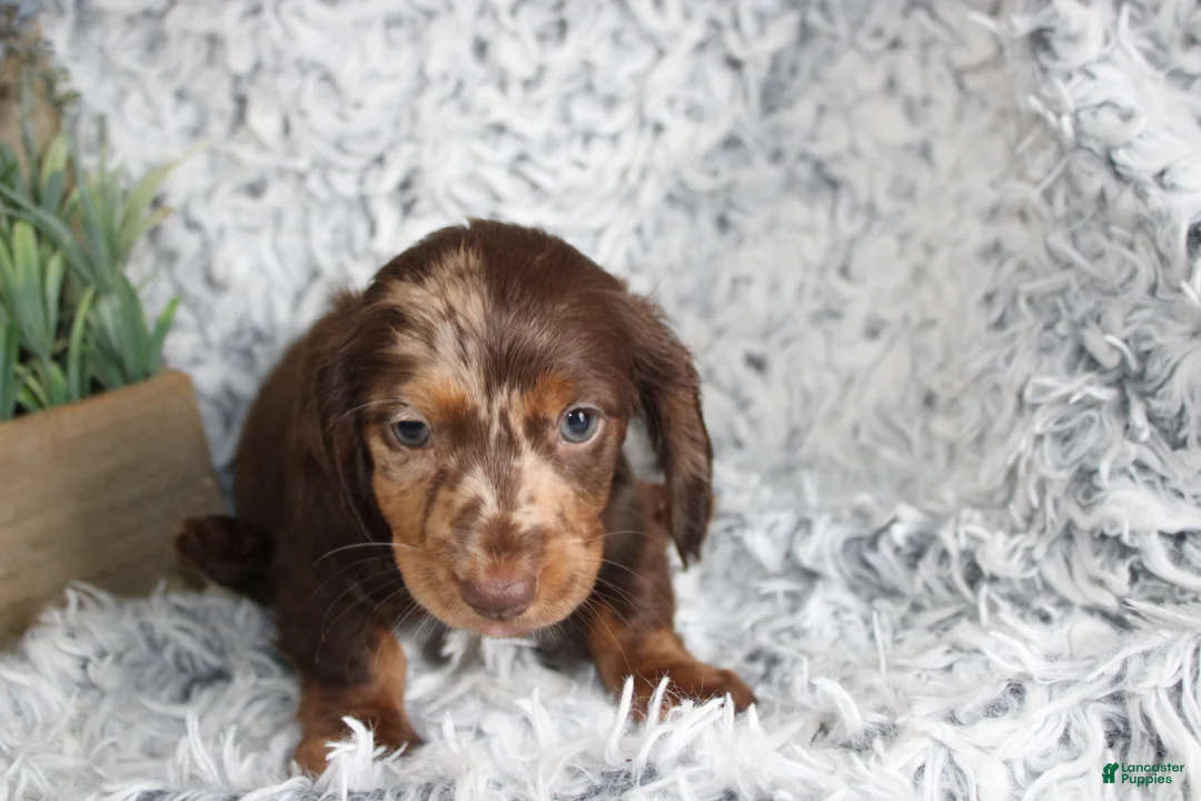 Dachshund dogs for sale: HOPE - Ad 1
