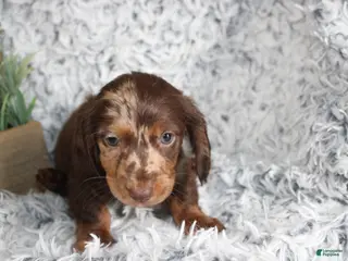 Dachshund dogs for sale: HOPE - Ad 1