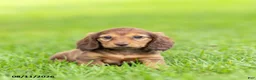 Miniature Dachshund dogs for sale: Bella - Ad 3