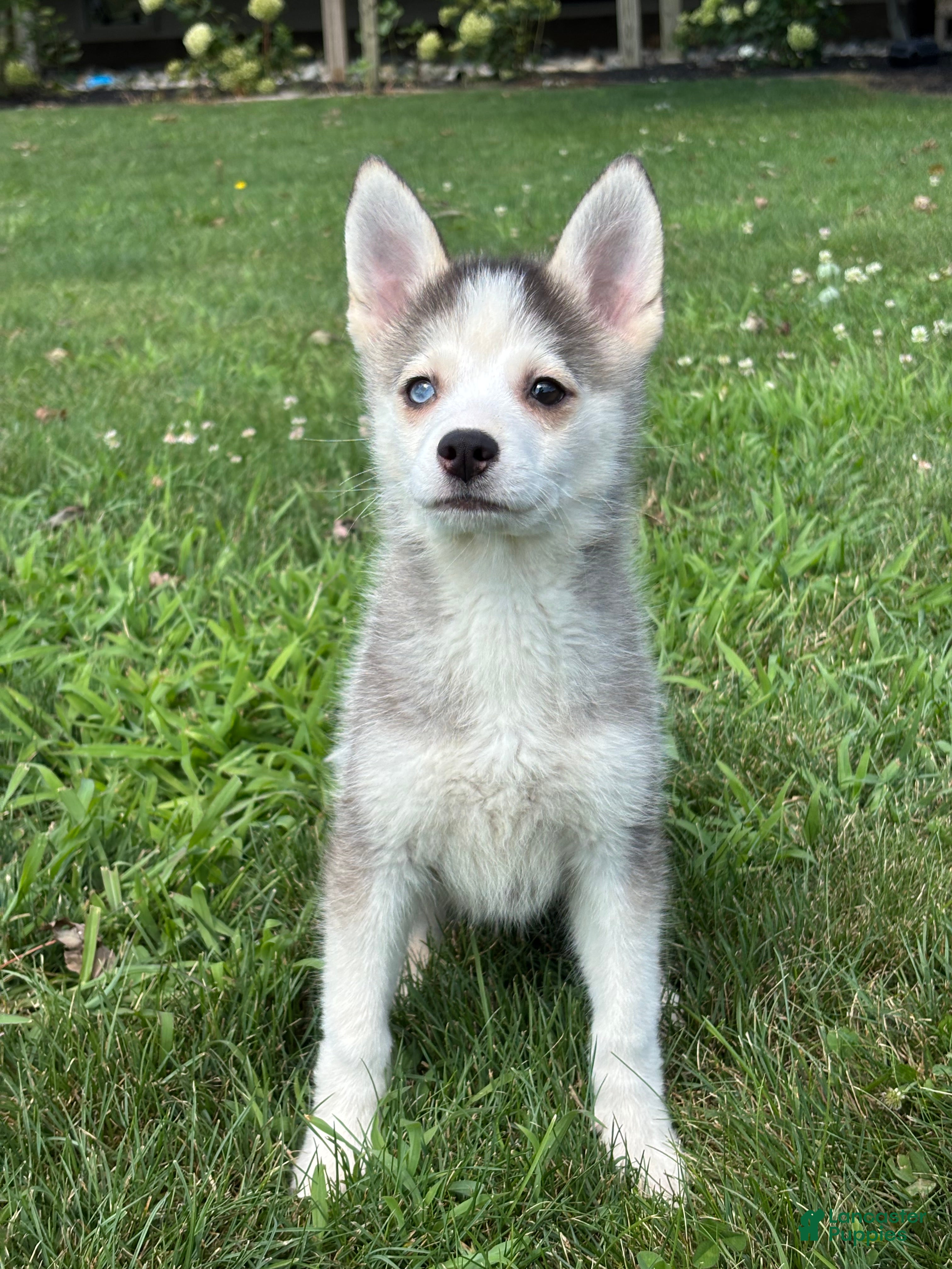 Pomsky dogs Saint - Ad 2