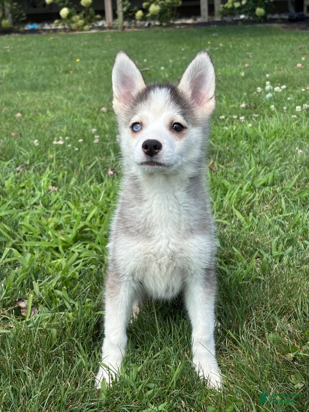 Pomsky dogs for sale: Saint - Ad 2
