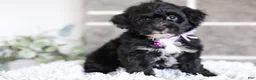 Yorkiepoo dogs for sale: Raven - Ad 7