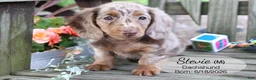 Dachshund dogs for sale: Stevie - Ad 4