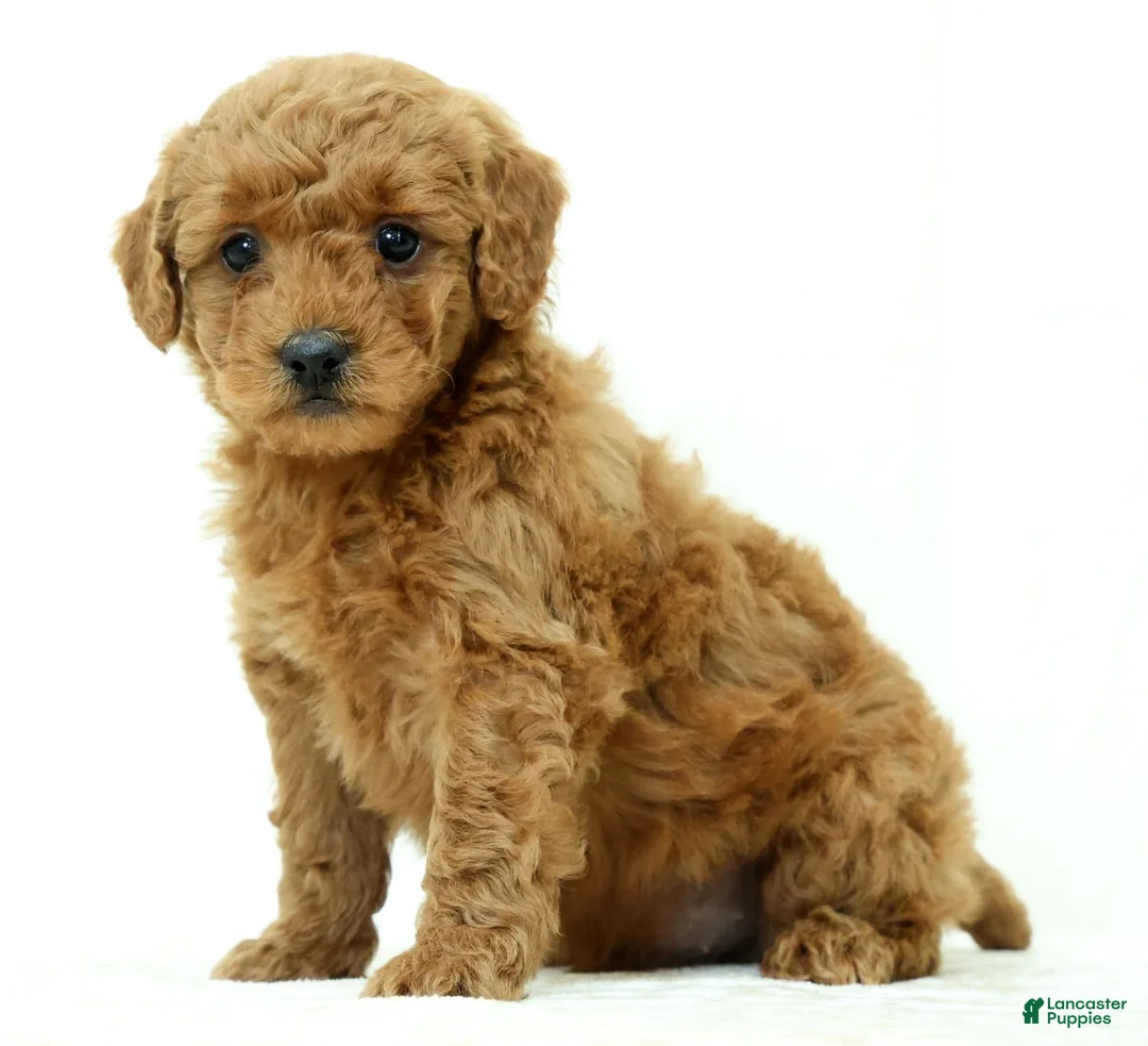 Mini Goldendoodle dogs for sale: Logan - Ad 1