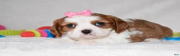 Cavalier King Charles Spaniel dogs for sale: Queenie  - Ad 6