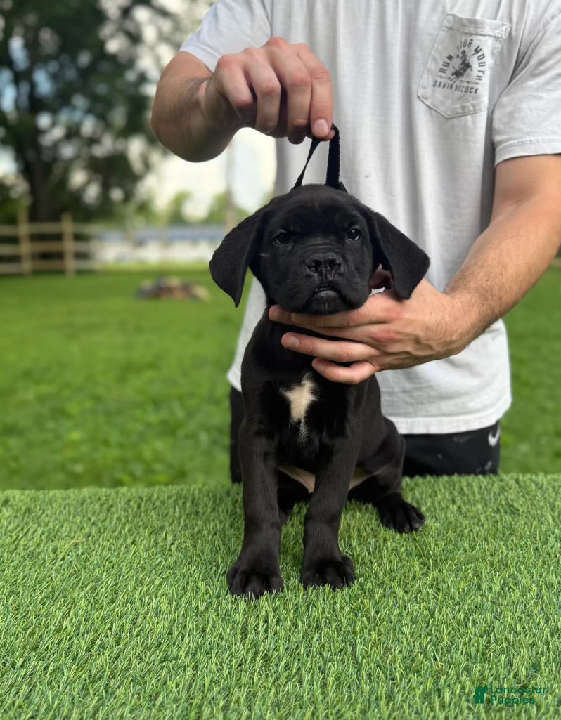 Cane Corso dogs BONNIE - Ad 2
