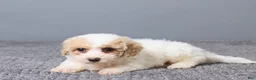 Bichpoo dogs for sale: Kate - Ad 5