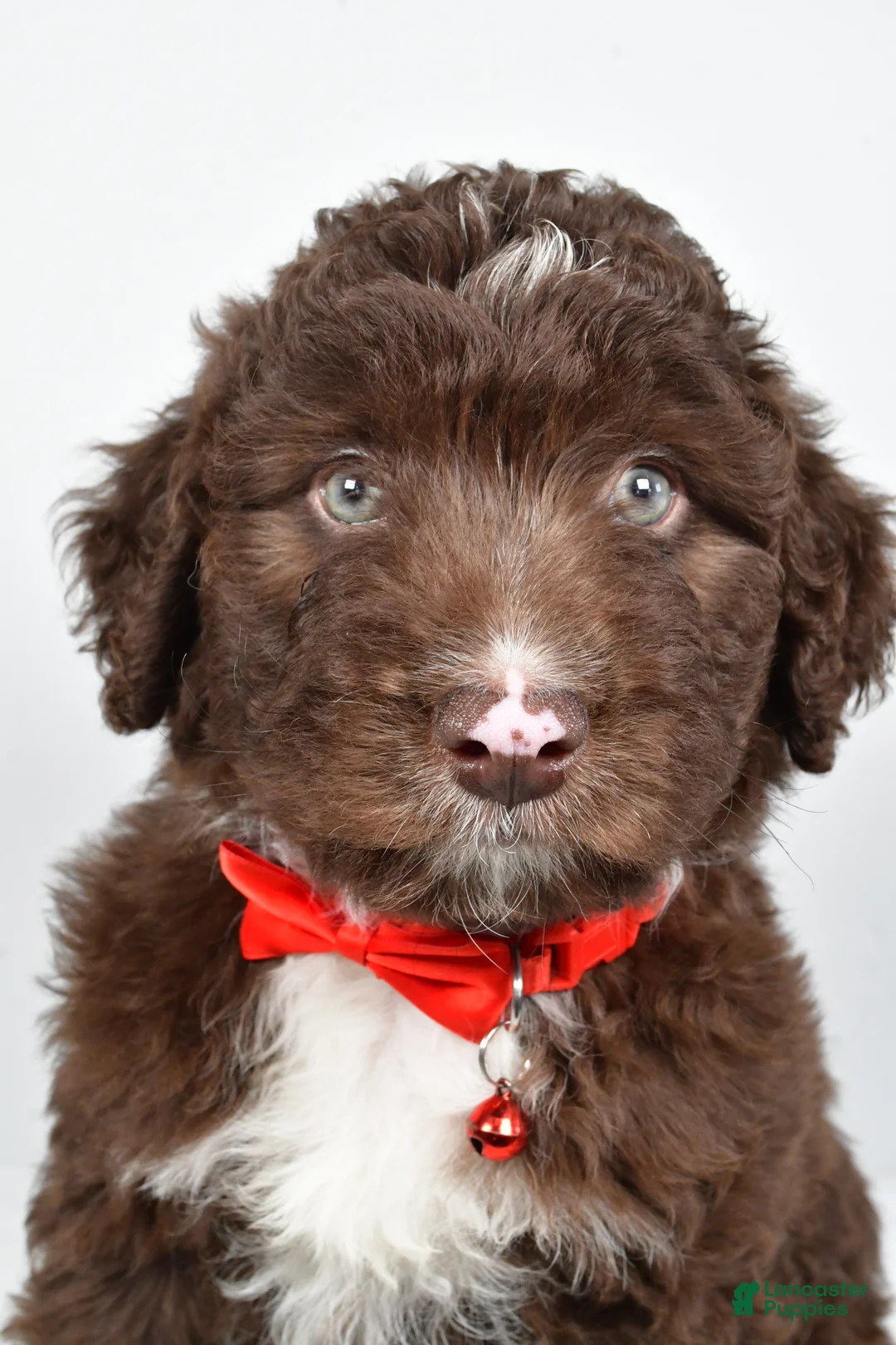 Mini Aussiedoodle dogs for sale: Shadow - Ad 4