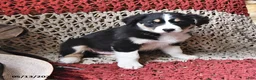 Border Collie dogs for sale: Cookie Monster - Ad 3