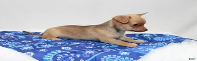 Chihuahua 2