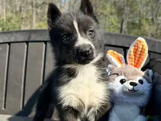 Siberian Husky dogs Klaus - Ad 11