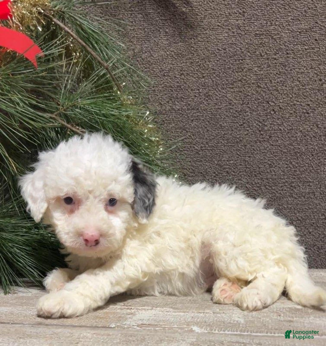 Mini Bernedoodle dogs for sale: Snowball - Ad 2