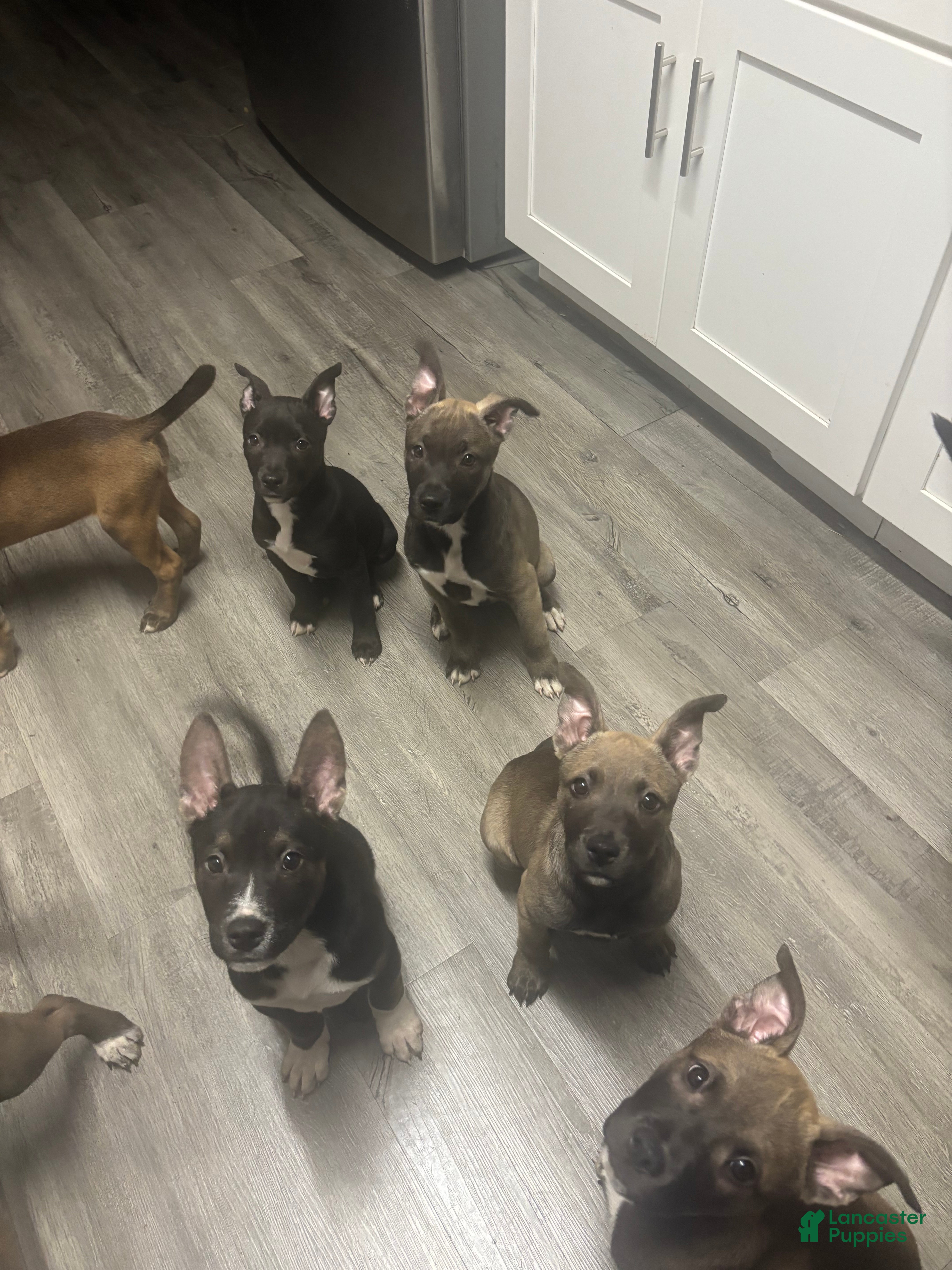 Mixed Breed dogs Mixed Breed Puppy 4 - Ad 41