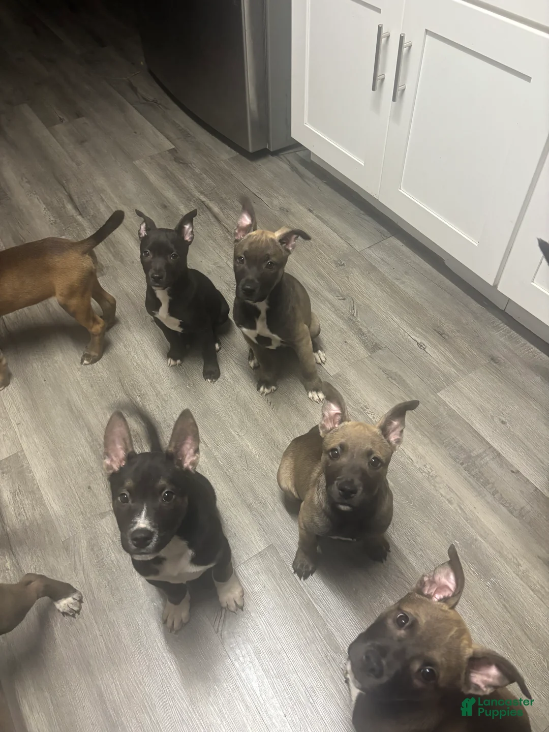 Mixed Breed dogs for sale: Mixed Breed Puppy 4 - Ad 1