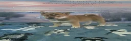 Shiba Inu dogs for sale: Suki - Ad 4
