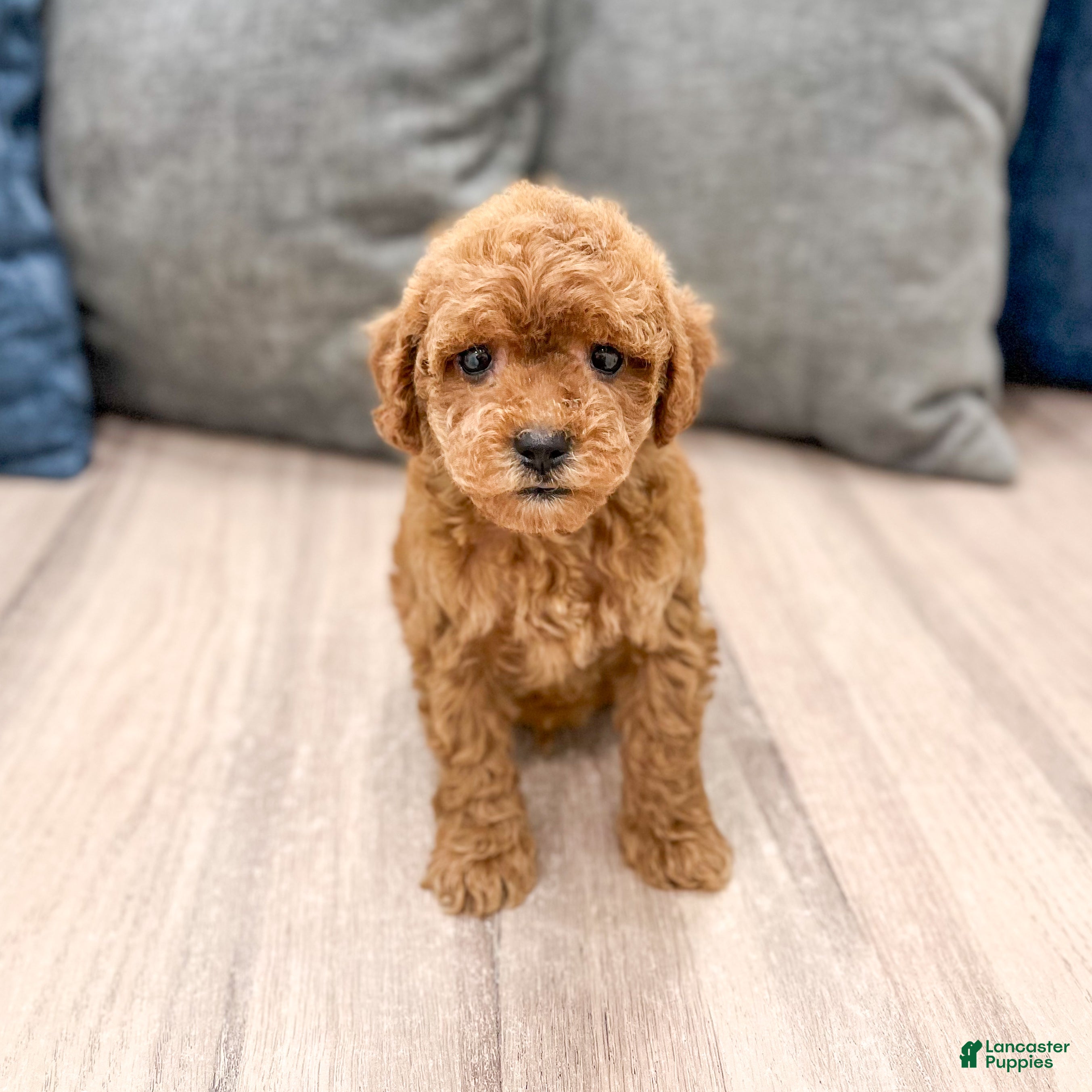 Mini Goldendoodle dogs Buddy - Ad 2