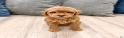 Mini Goldendoodle dogs for sale: Buddy - Ad 2