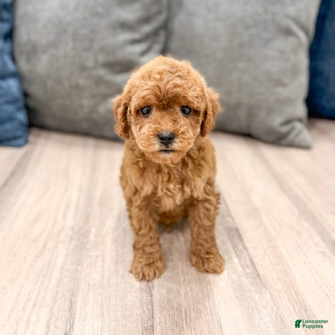 Mini Goldendoodle dogs for sale: Buddy - Ad 2