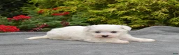 Bichon Frise dogs for sale: Paris (Tiny) - Ad 6