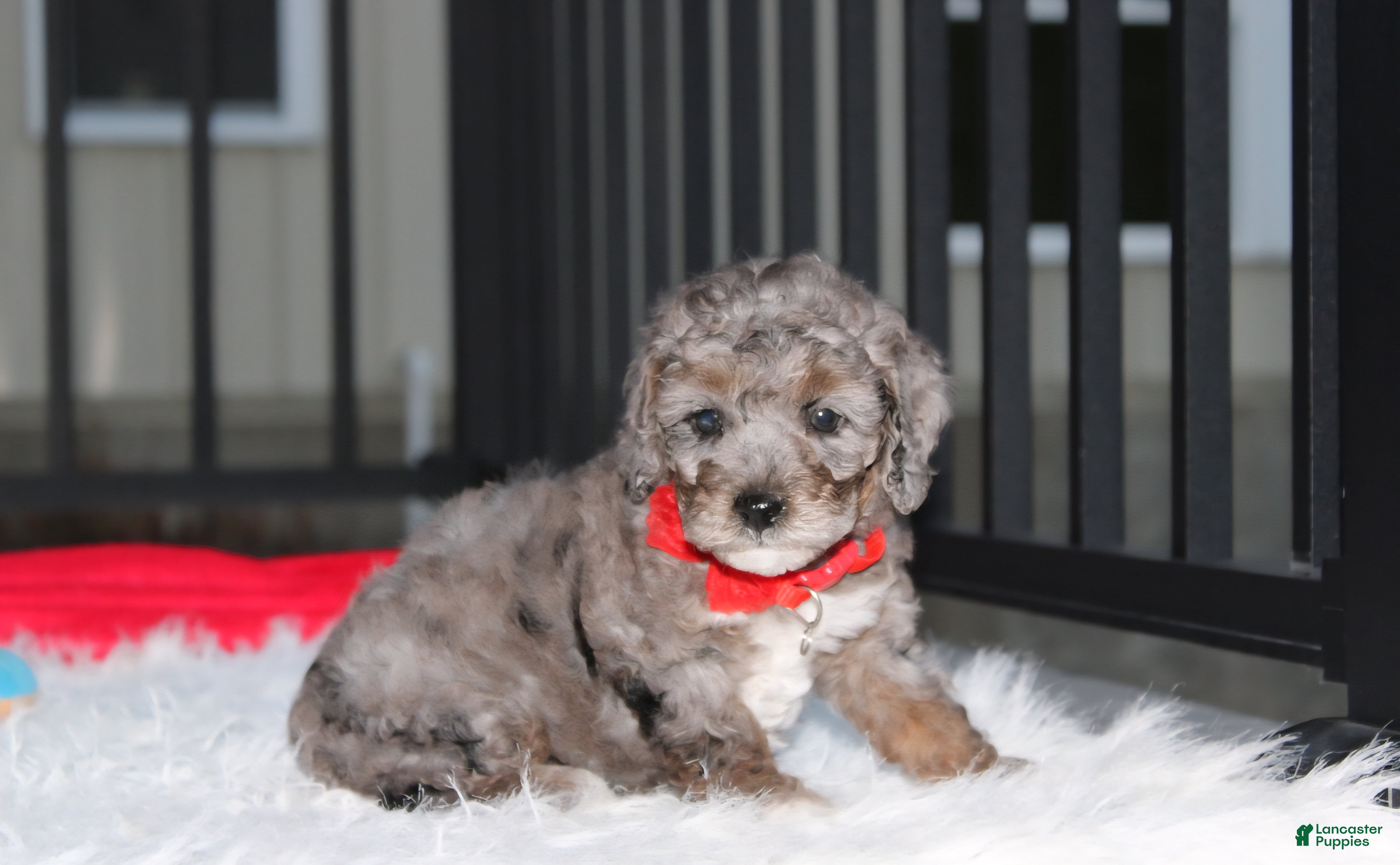 Miniature Poodle dogs for sale:  Banjo - Ad 2