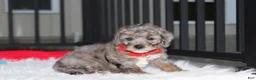 Miniature Poodle dogs for sale:  Banjo - Ad 2
