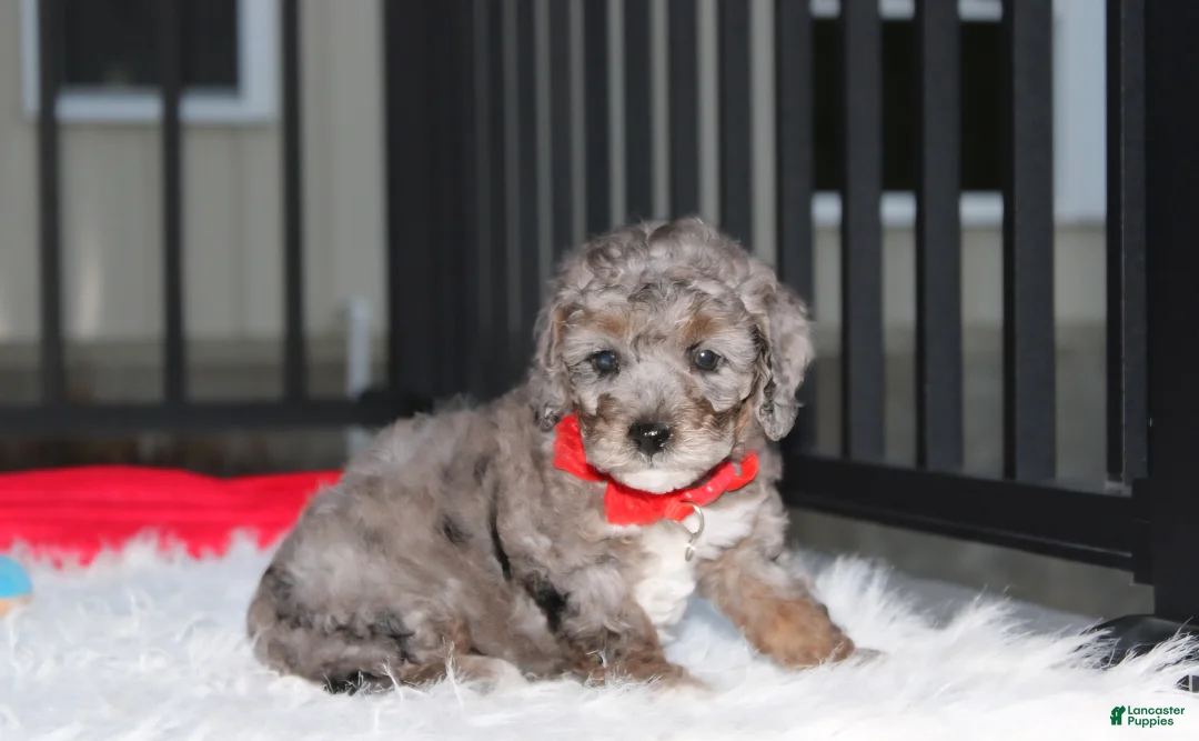 Miniature Poodle dogs for sale:  Banjo - Ad 2