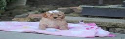 Cavapoo dogs for sale: Russel - Ad 6