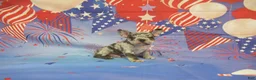 French Bulldog dogs for sale: AKC Banjo - Ad 2