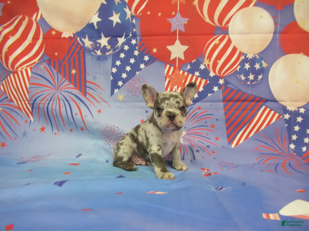 French Bulldog dogs for sale: AKC Banjo - Ad 2