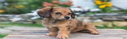 Miniature Dachshund dogs for sale: Birdie - Ad 6
