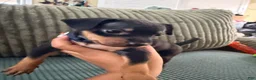 Miniature Pinscher dogs for sale: Leo - Ad 8