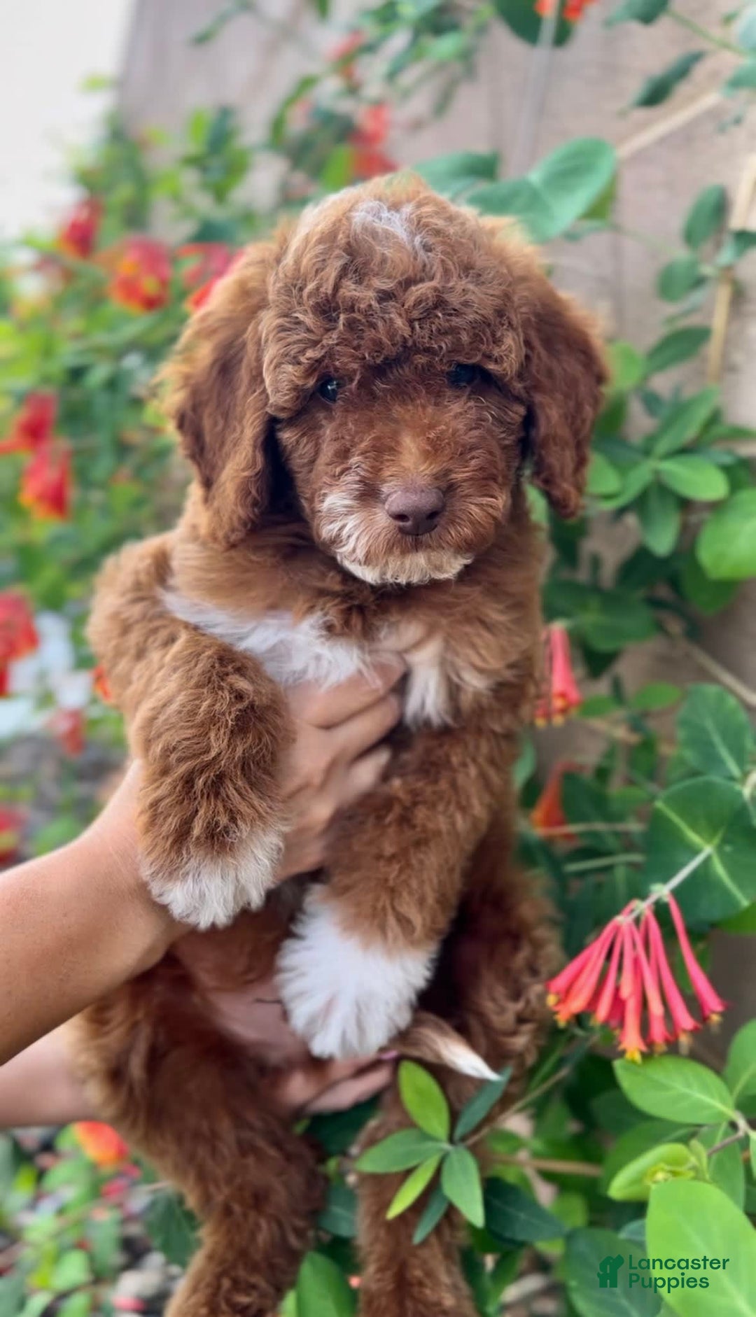 Gallery Image {{count}}