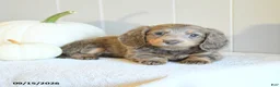 Miniature Dachshund dogs for sale: Chloe - Ad 3