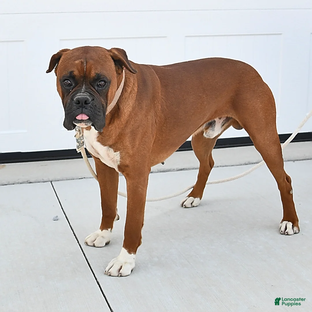 Boxer dogs for sale: Sofie - Ad 5